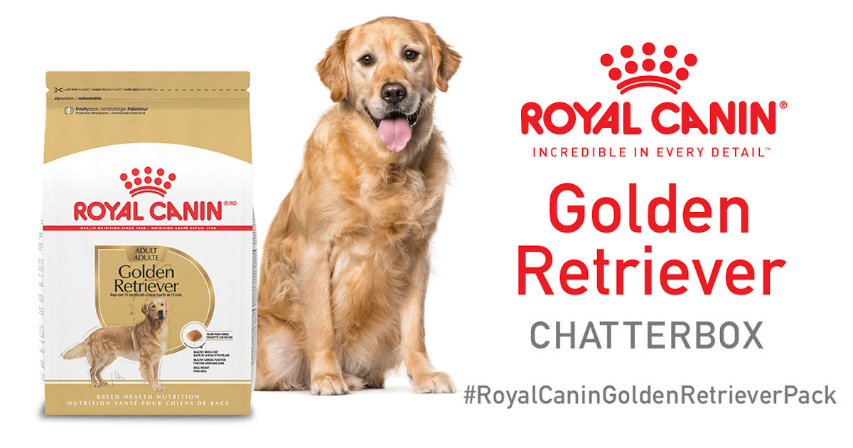 Ripple Royal Canin Golden Retriever Chatterbox